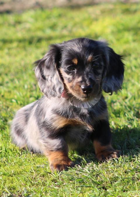 Targa In Metallo Long Haired Dachshunds | Insegna Decorativa 20x30cm, Scritta Divertente